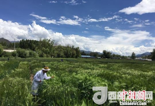 西藏與9家國家重點(diǎn)實(shí)驗(yàn)室合力促青稞增產(chǎn)、牦牛育肥