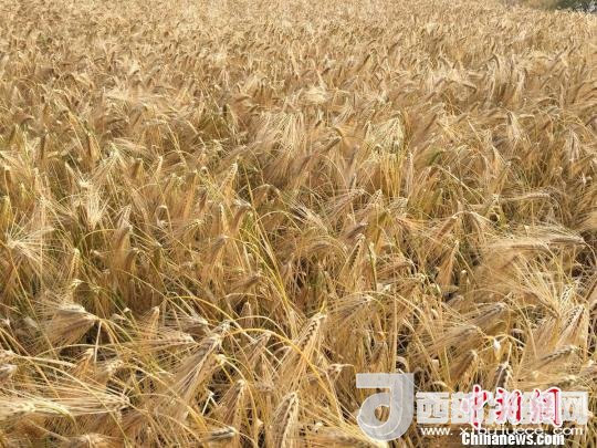 2017年西藏青稞種植面積達(dá)210多萬畝，占糧食播種面積的75%。圖為成熟期的青稞?！⊥跤窳?攝