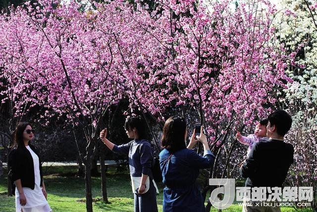 西安周邊賞花去哪里 最強攻略在這里