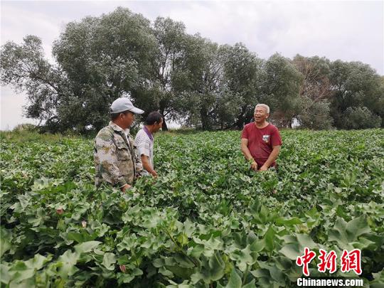 遠(yuǎn)改忠在棉花地里為連隊(duì)職工分享種植經(jīng)驗(yàn)。　安媛杰 攝