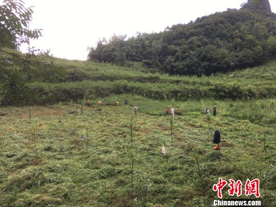 貴州同威生物科技有限公司天麻種植基地?！≈軏?攝