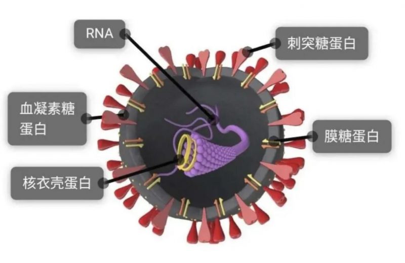 ▲新冠病毒半剖模型圖 圖片來源：新華社微信公號(hào)