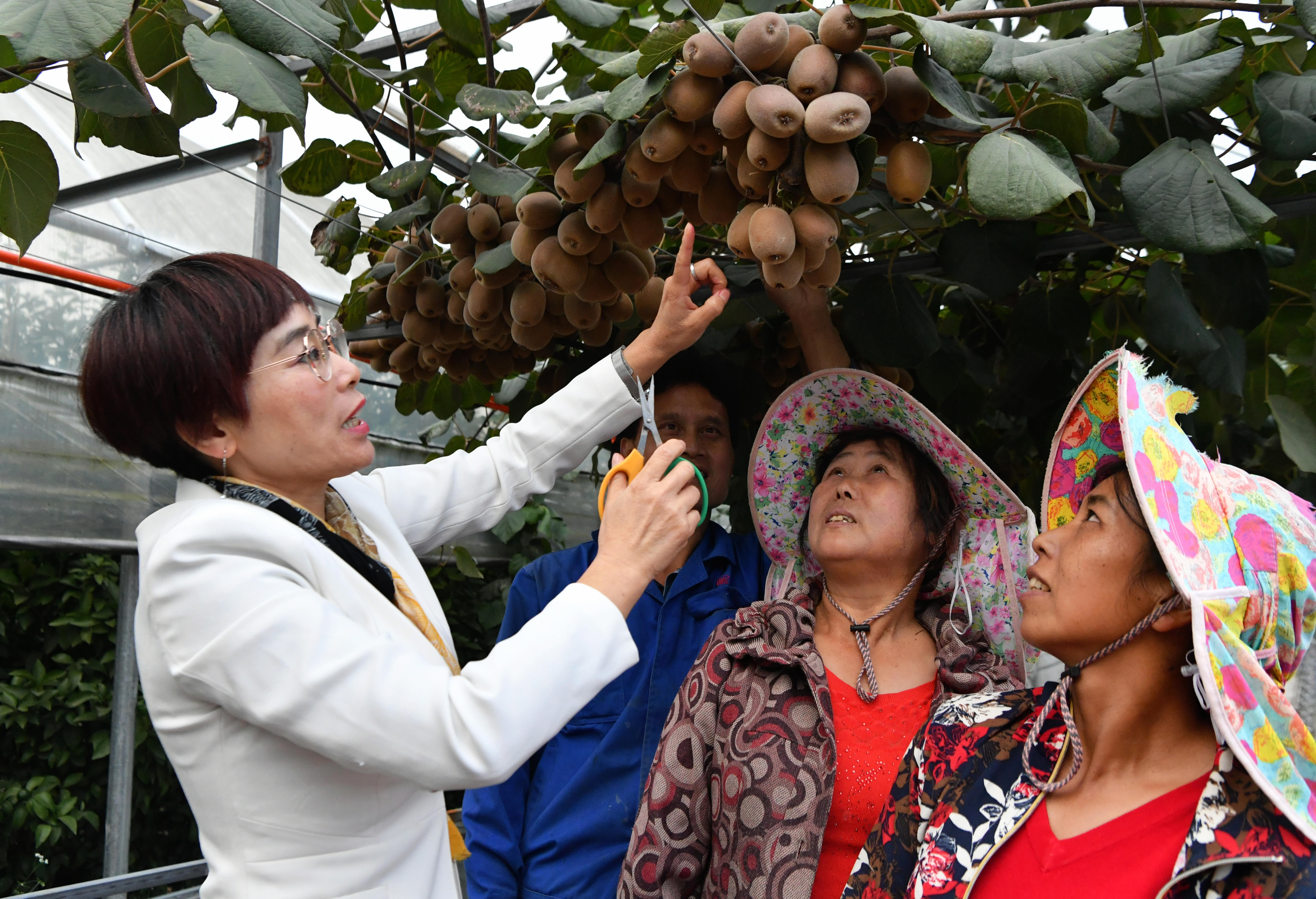 2020年10月22日，在周寧縣農(nóng)民創(chuàng)業(yè)示范基地特色水果種植園，福建省寧德市農(nóng)業(yè)科學(xué)研究所的科技特派員（左一）在指導(dǎo)當(dāng)?shù)剞r(nóng)民采摘紅心獼猴桃。新華社記者魏培全攝.JPG