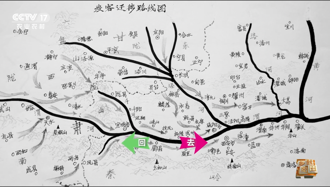 “麥客”遷徙路線 繪制：石寶繡